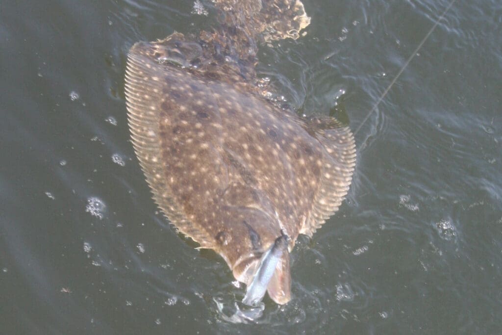 flounder fish