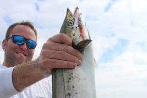 spanish mackerel