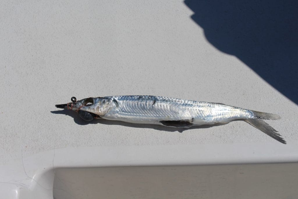 ballyhoo bait