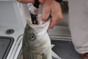 fishing pliers