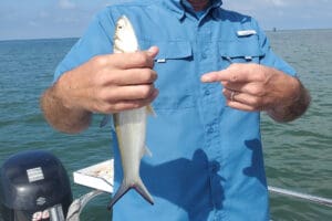 ladyfish caught by an angler