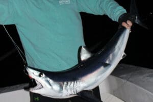 mako shark