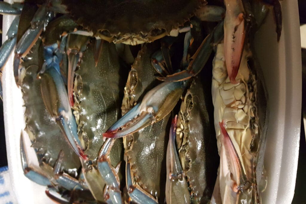 soft crabs