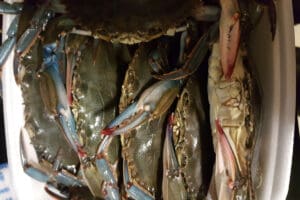soft crabs