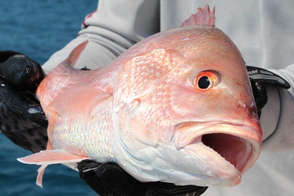 snapper fish