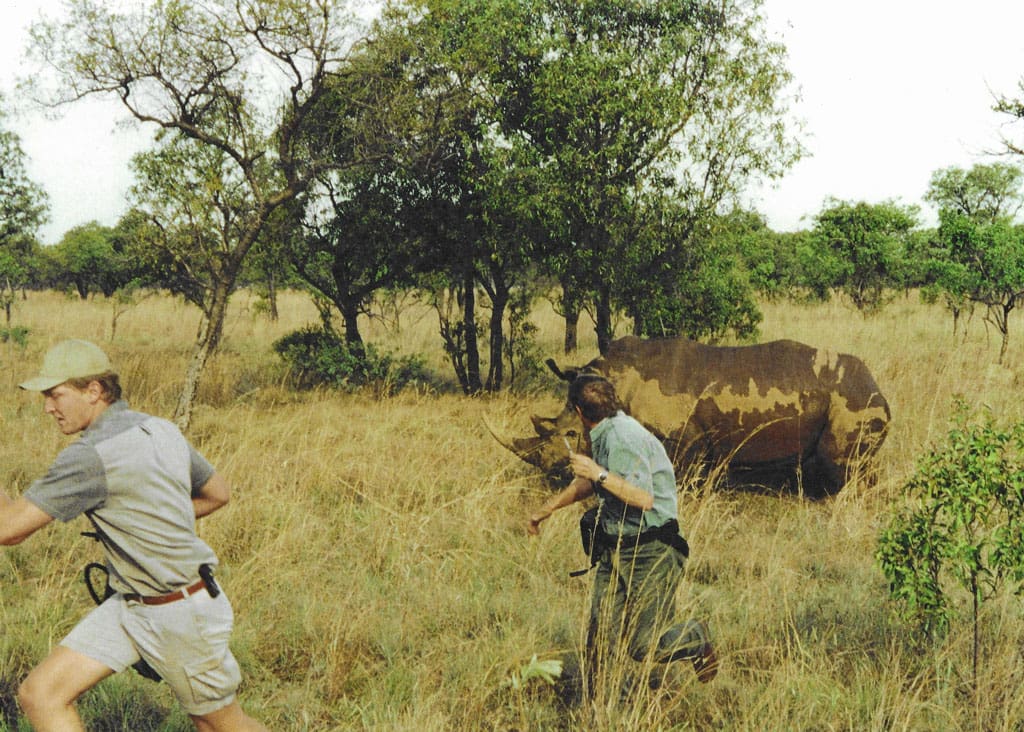 rhino tranquilizer wears off