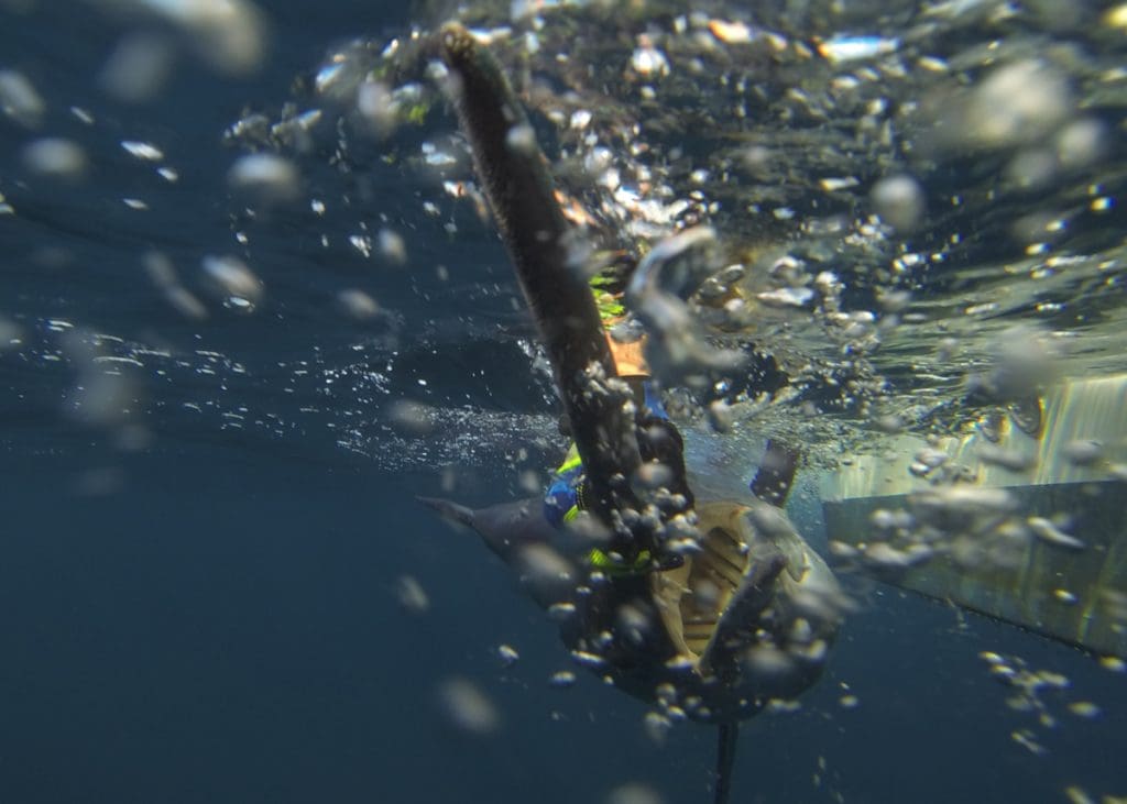 billing a marlin