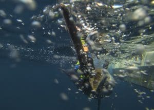 billing a marlin