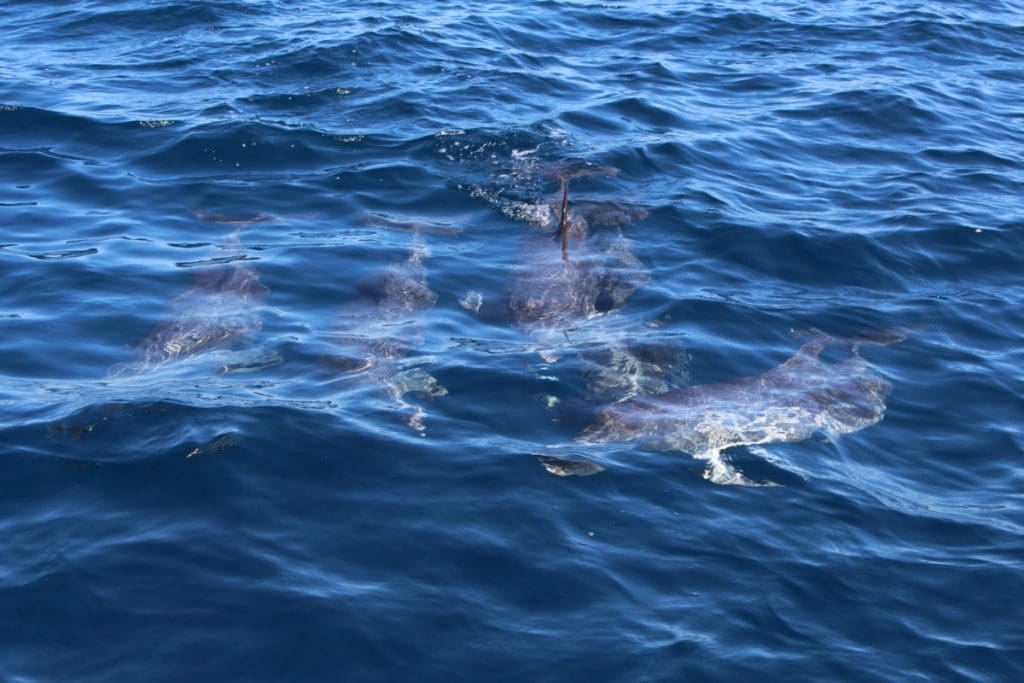 dolphins in the water