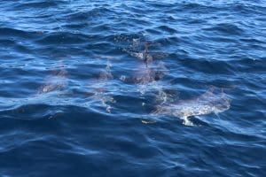 dolphins in the water
