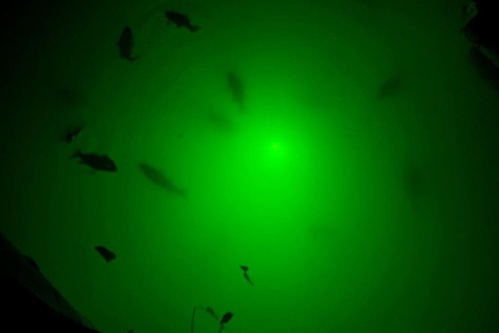 fish in lights