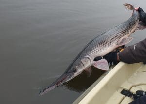 fishing for gar