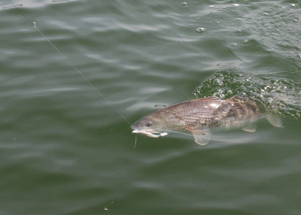 redfish on the line