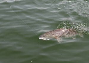 redfish on the line