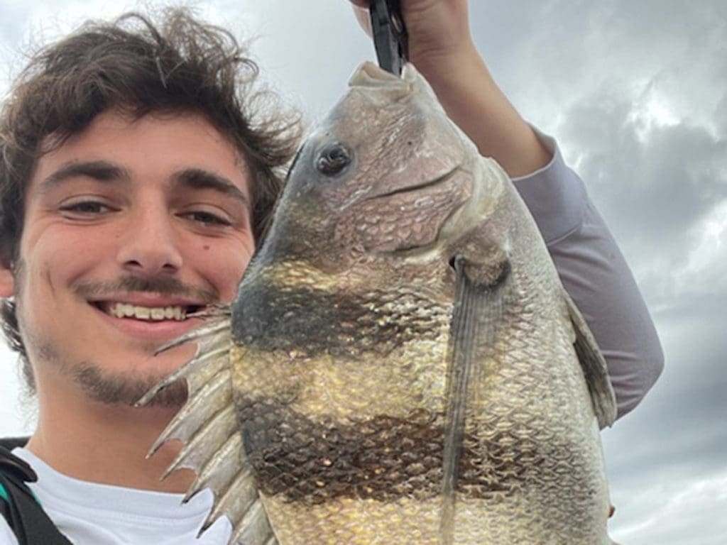 sheepshead fish