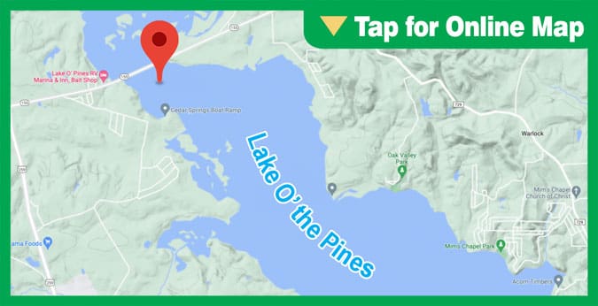 Lake O the Pines: Big Cypress at Cedar Springs
