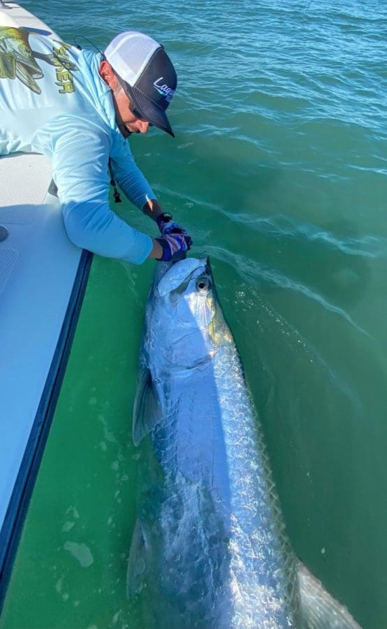 Capt. Brian Barrera brings a healthy tarpon alongside the boat.