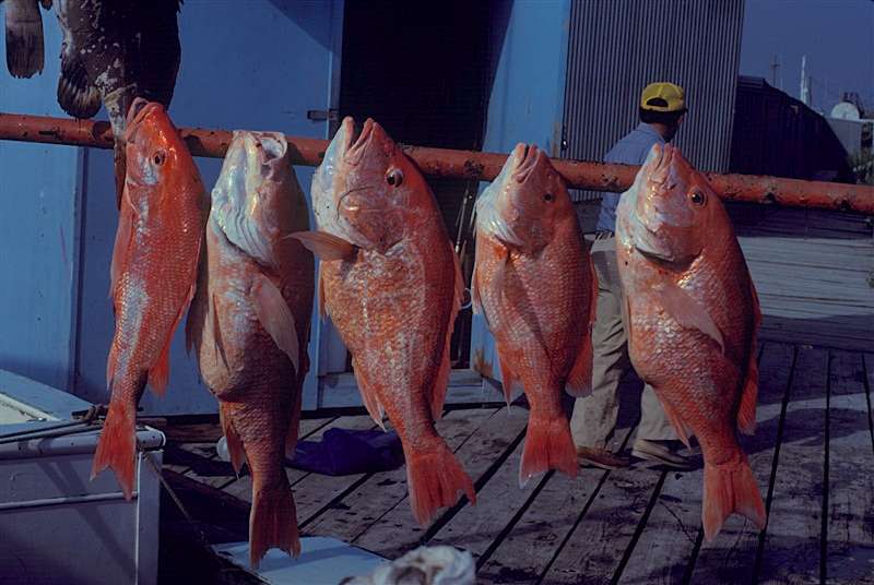 Red snapper are the meat and potatoes offshore fish. They are what lure most anglers offshore.