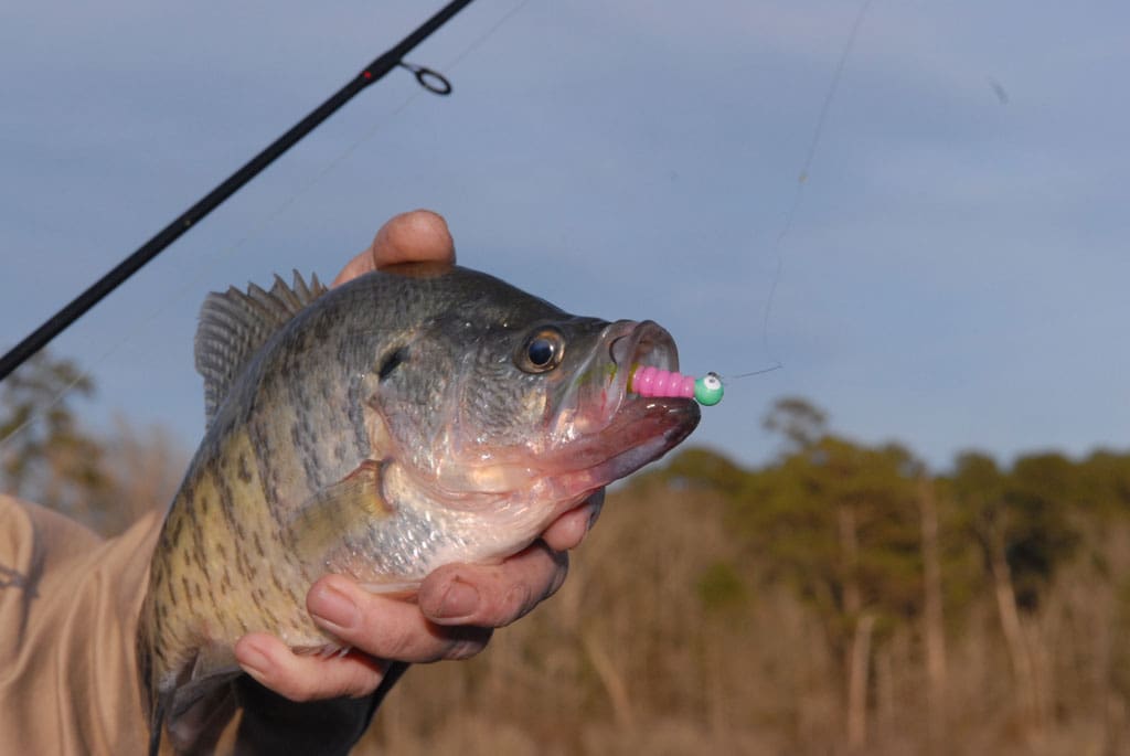 Lake Fork ranks among the best Texas crappie lakes.