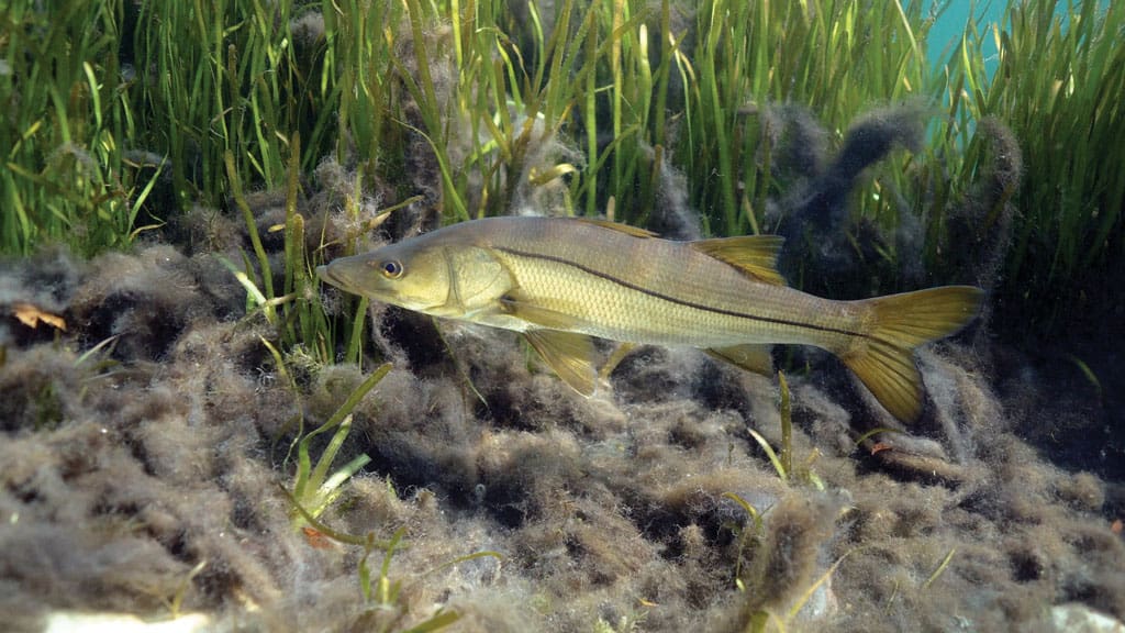 Snook are plentiful along the lower Texas coast