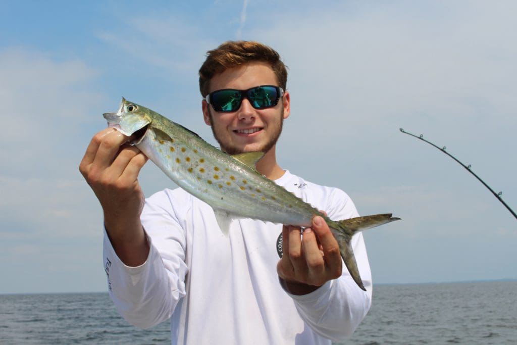 spanish mackerel