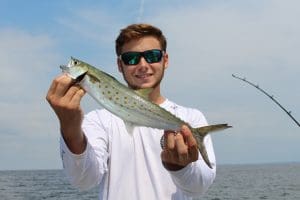 spanish mackerel
