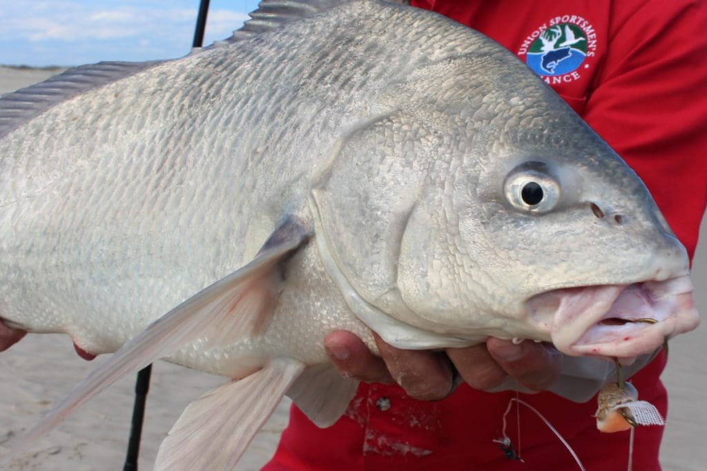 black drum at ate a sand flea