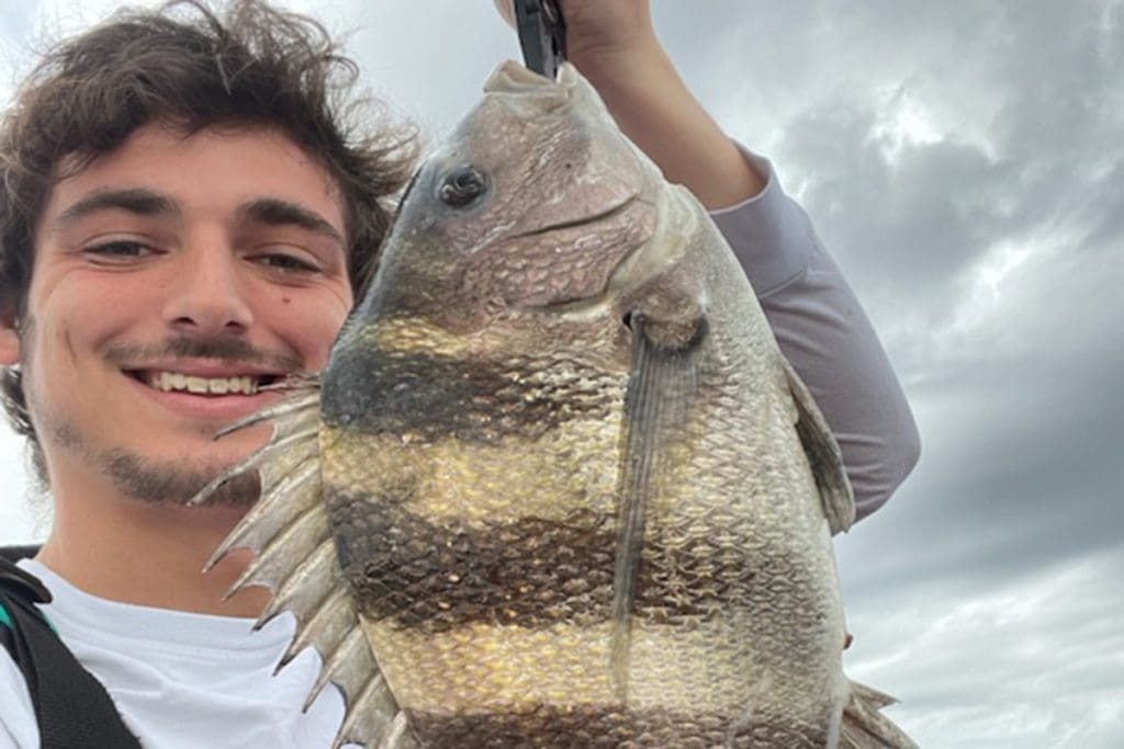 sheepshead fish