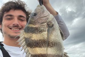 sheepshead fish