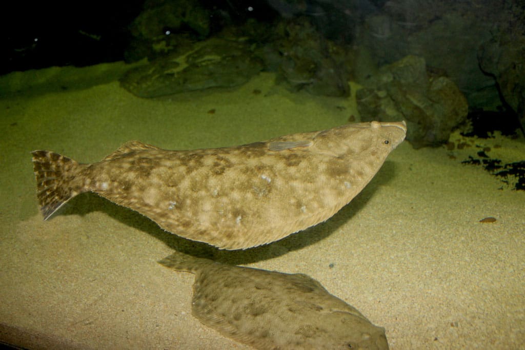 flounder