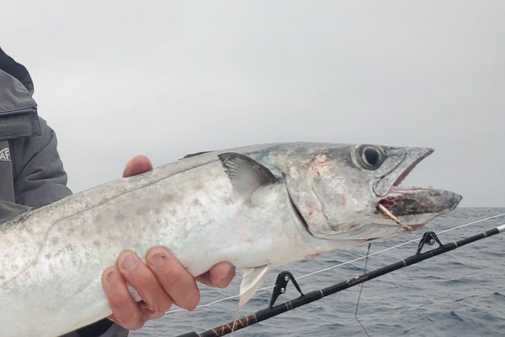 king mackerel