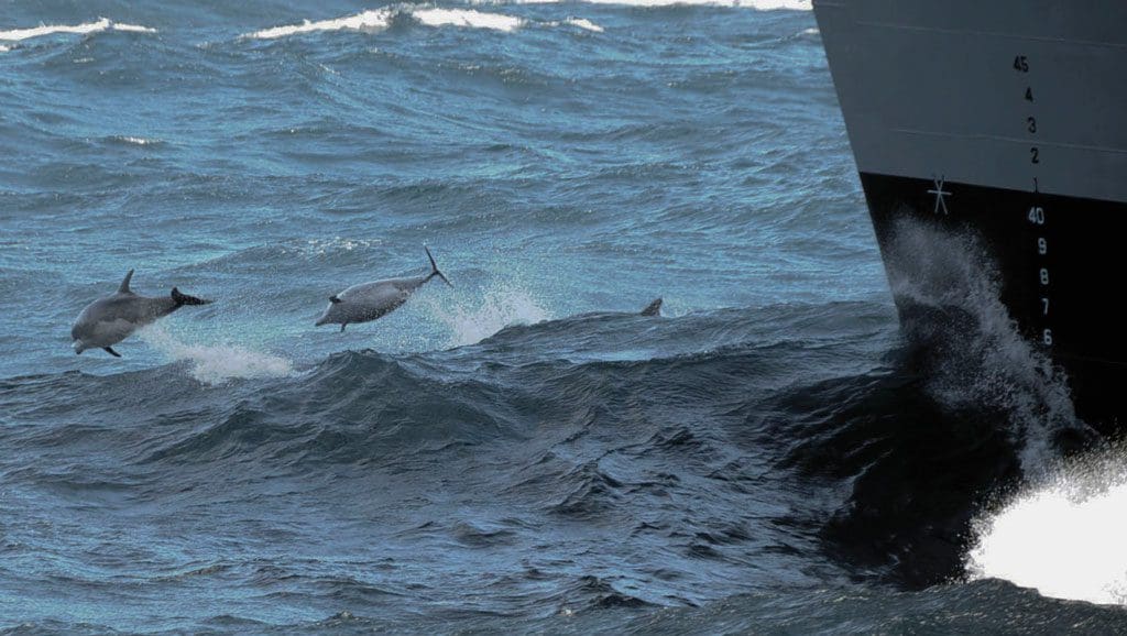 Dolphin often like to jump at the front of large ship wakes.