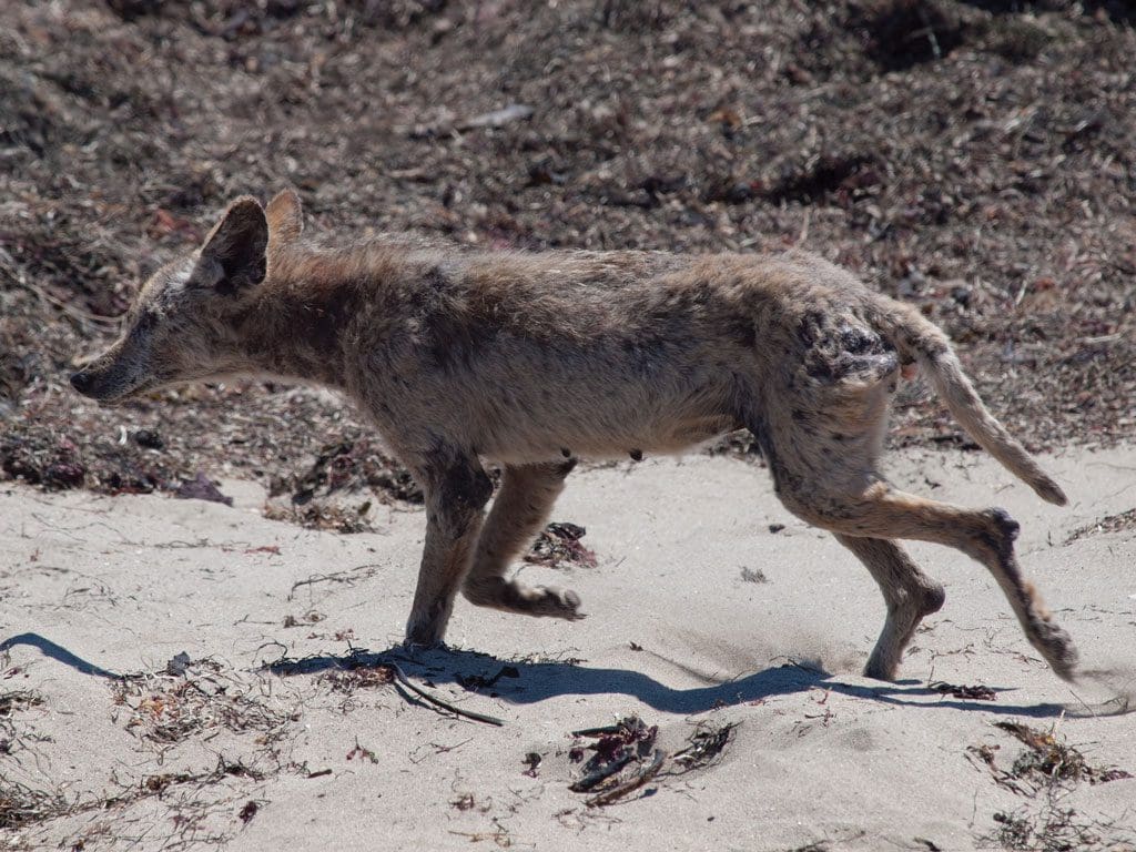 Mangy coyote