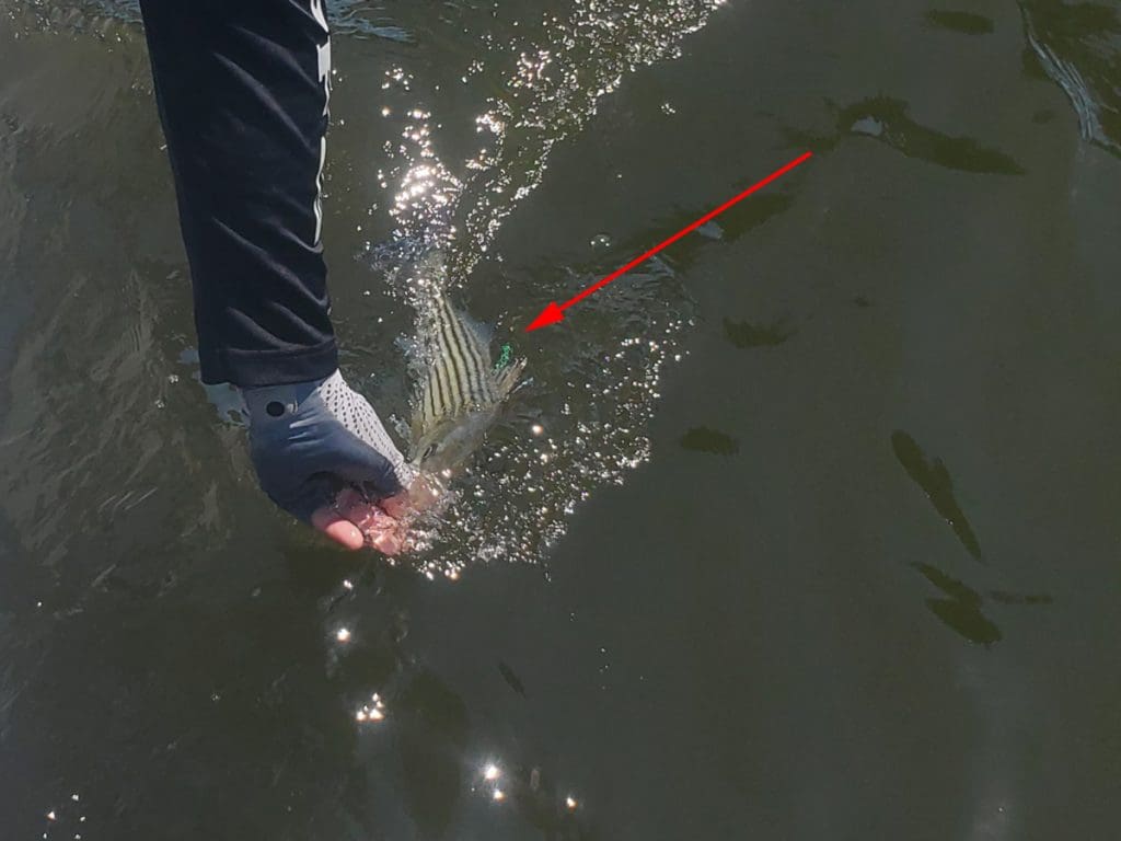 tagged striped bass released