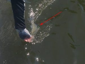 tagged striped bass released
