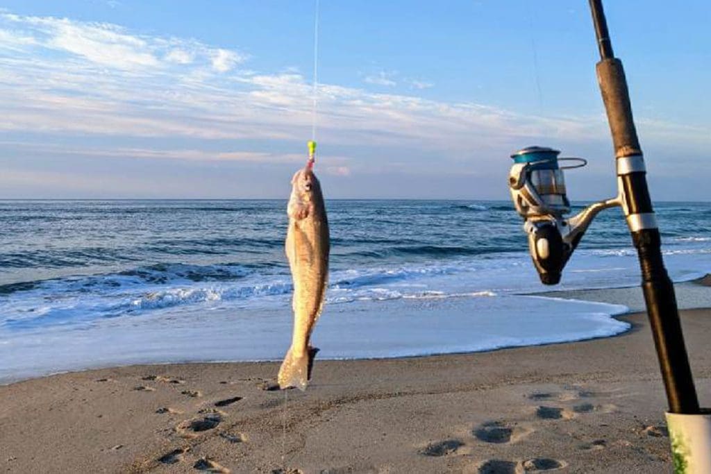 gulf whiting