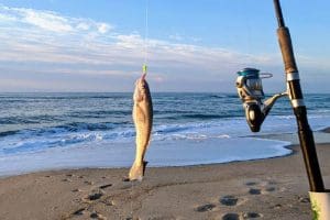 gulf whiting