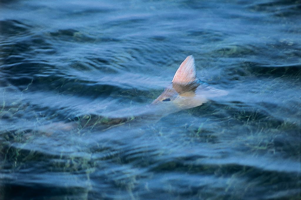 Redfish are bottom feeders, which creates the phenomenon of “tailing” in shallow water.