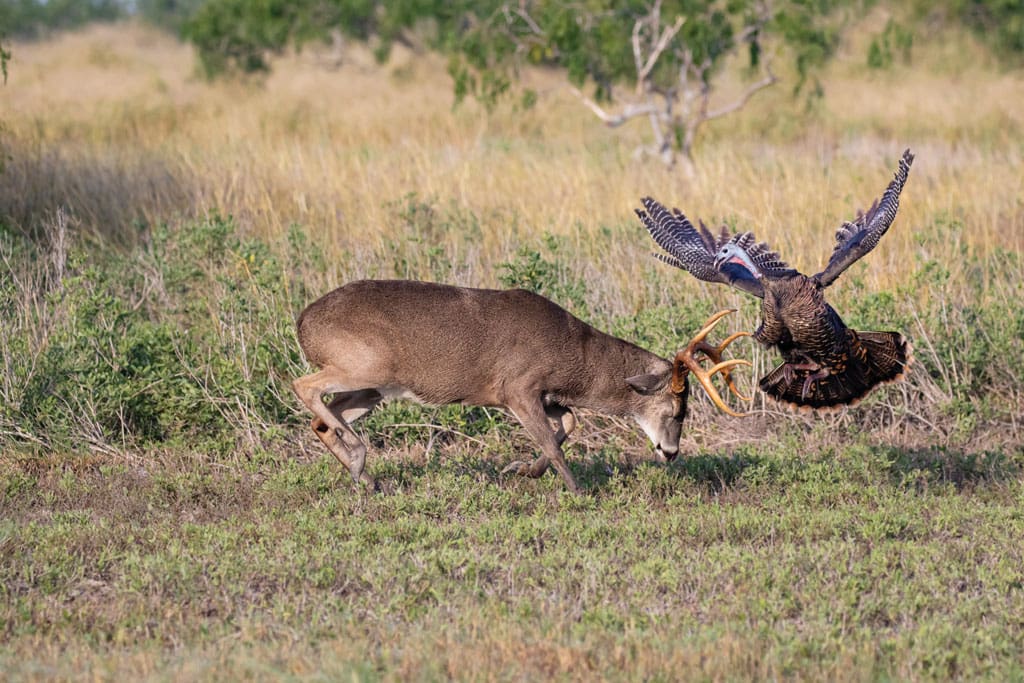 Whitetails can often be called in with wild turkey decoys and calls.