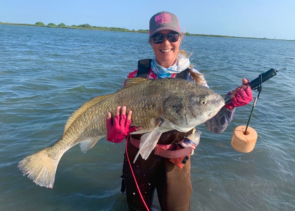 Oversized black drum move into the surf in late fall.