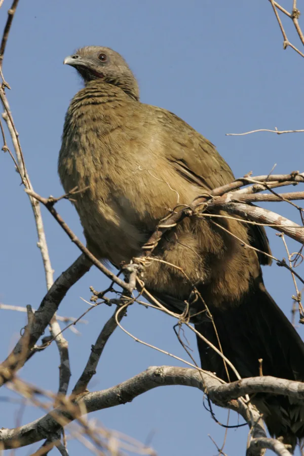 The chachalaca is an obscure game bird that has a loyal following in deep South Texas.