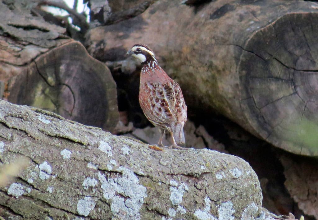 Dry conditions will make quail hunting tough this year but there are always ranches with good numbers in Texas.