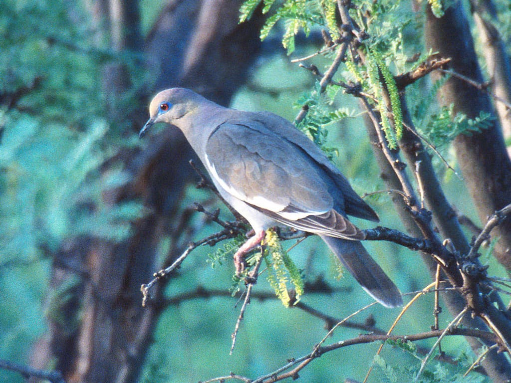 Whitewing doves are prized among wingshooters in Texas.