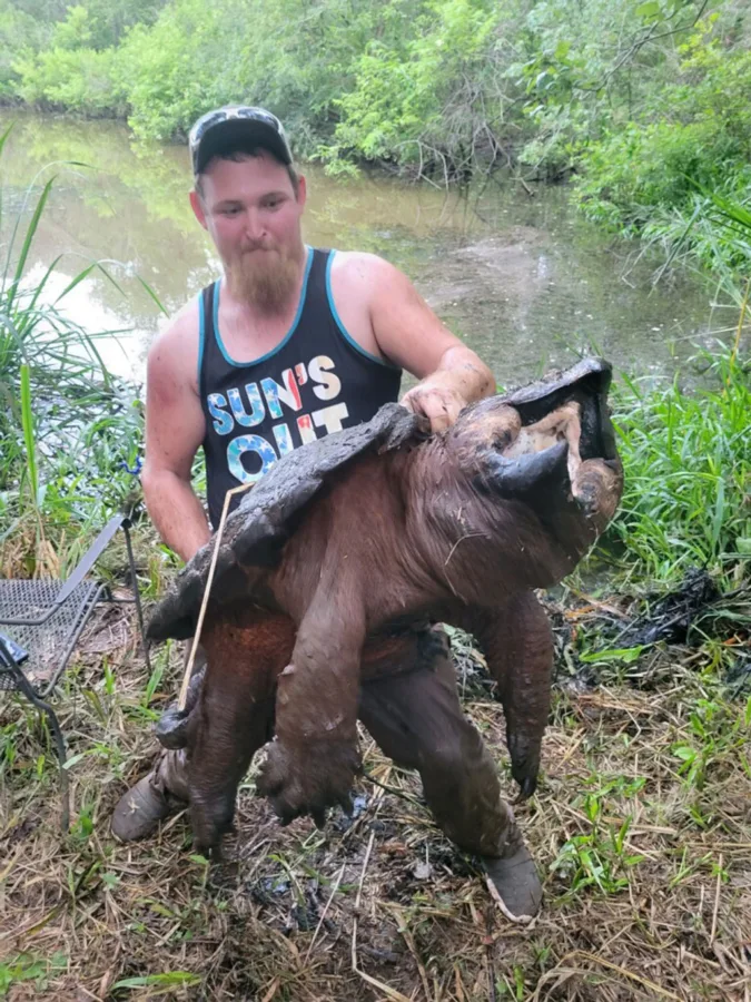 Justin Broomhall of Jefferson was fishing for catfish from the shores of Lake Cherokee when an alligator snapping turtle scooped up the glob of Catfish Charlie the angler was using for bait. Broomhall estimates the prehistoric looking turtle weighed around 150 pounds. Protected by state law, the turtle was released back into the lake.