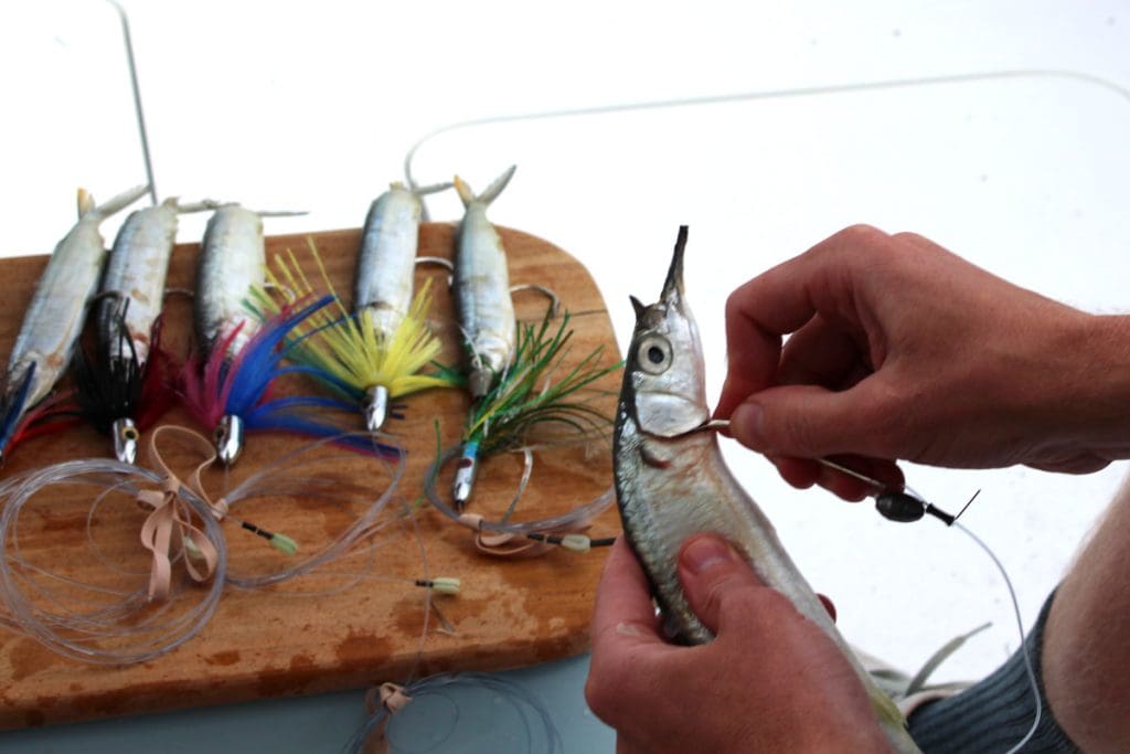 rigged ballyhoo