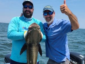 cobia fish