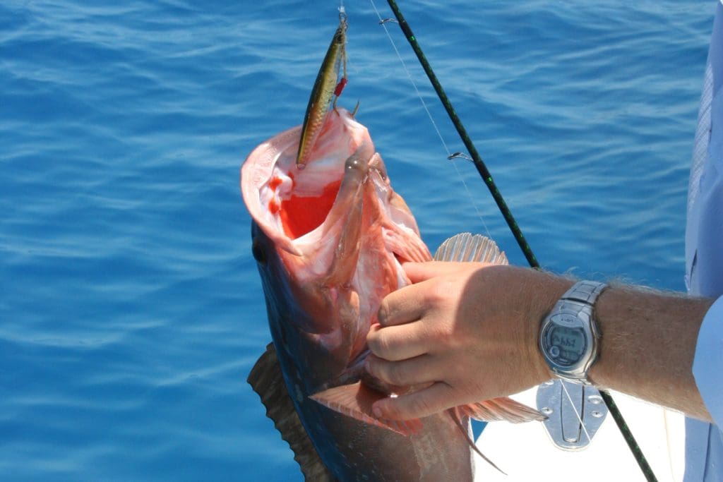 grouper on jig