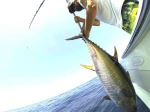 yellowfin tuna fishing