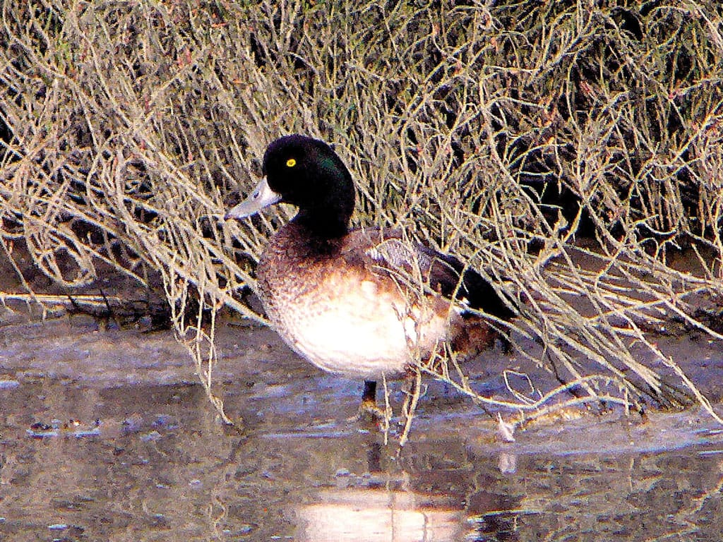 Scaup numbers have stayed virtually the same since the 2019 survey but are way down on the long-term average.