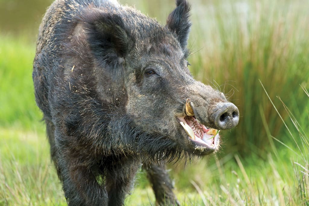Venturing into wild boar country requires a high level of caution, beginning with adequate firepower at the ready.